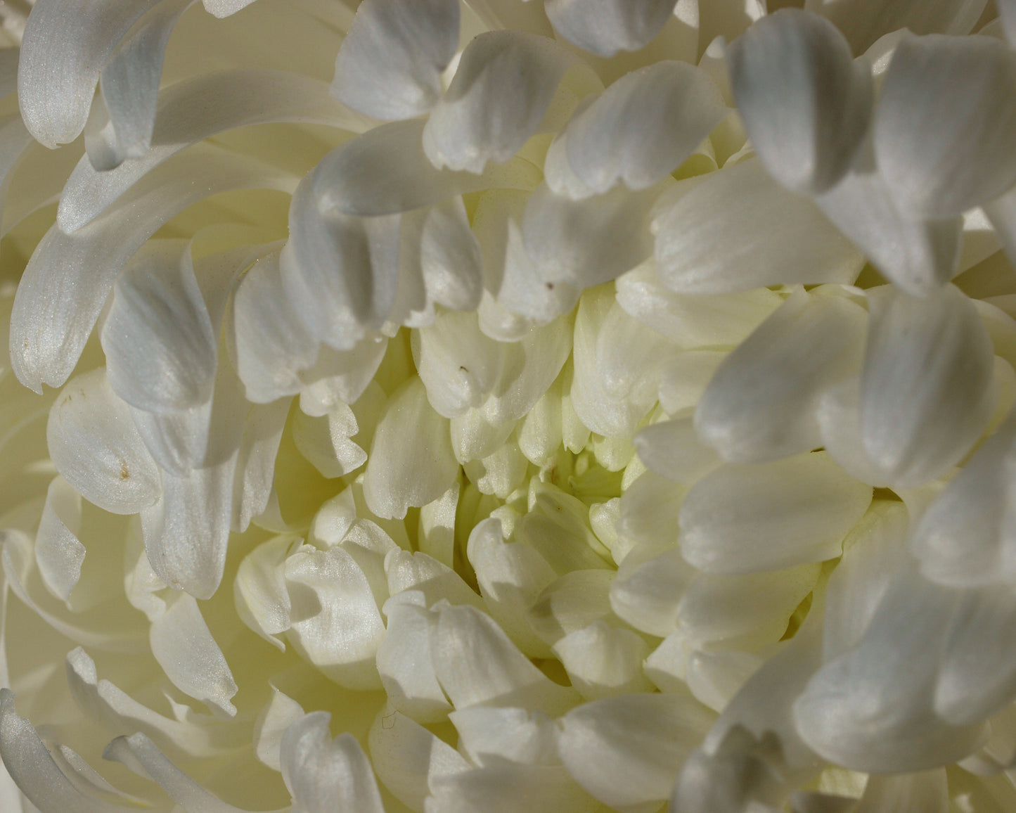 Chrysanthemum