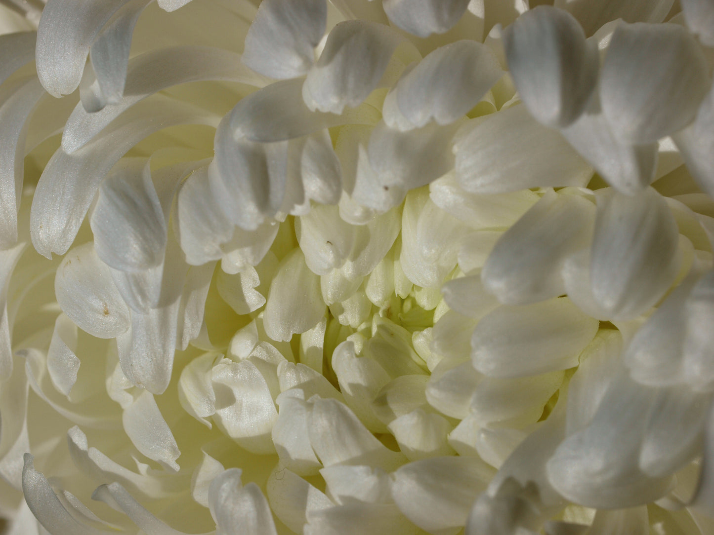 Chrysanthemum