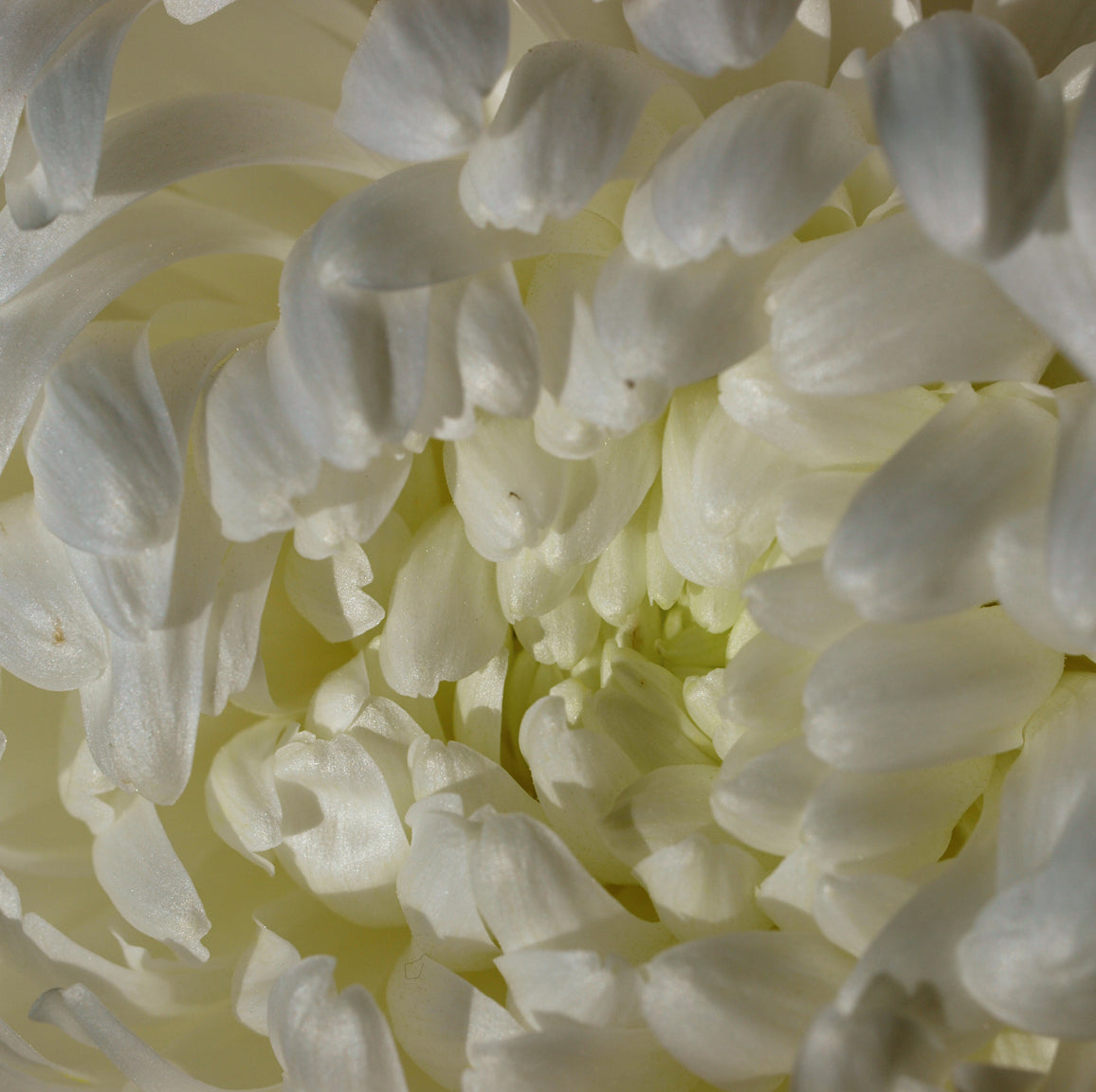 Chrysanthemum