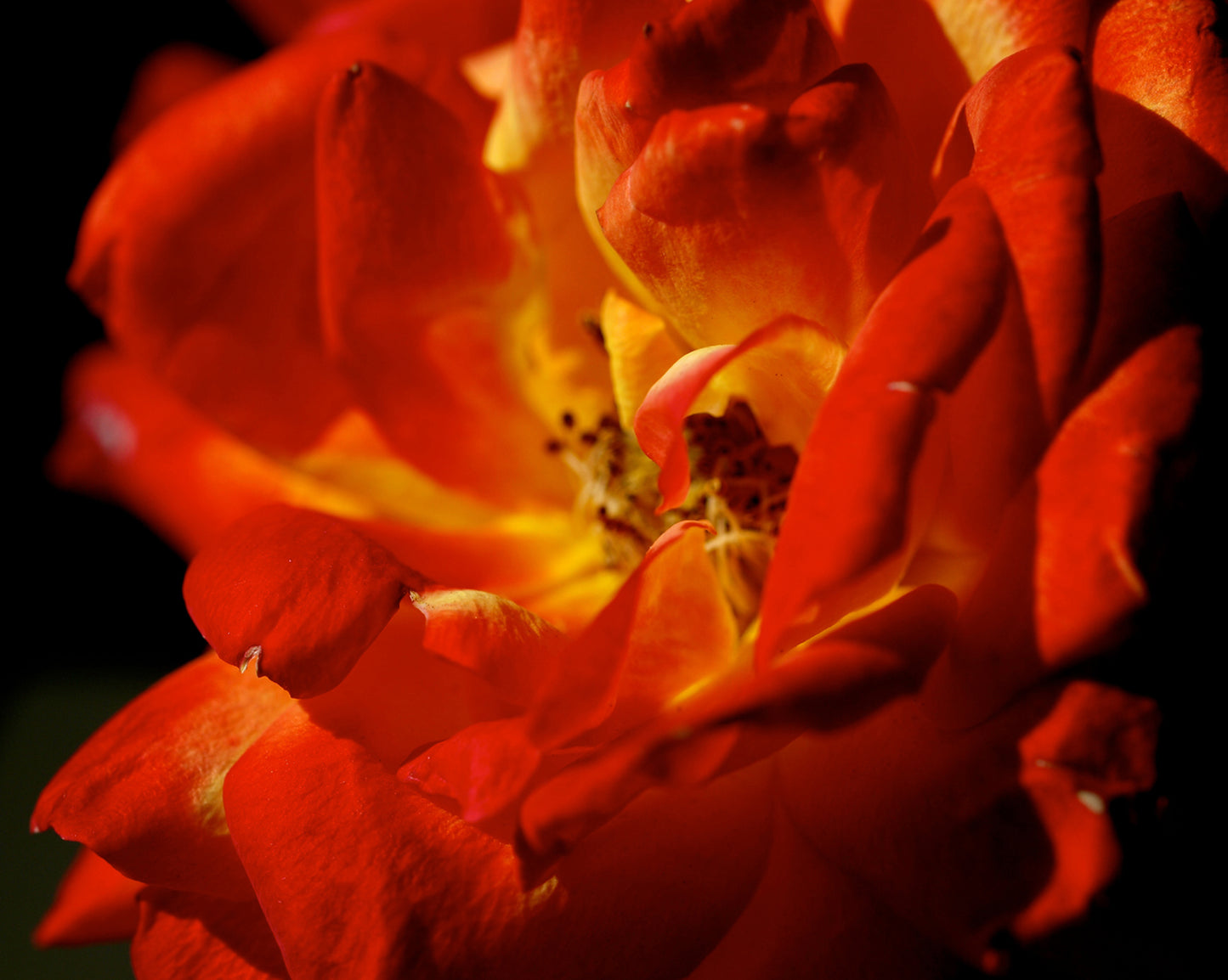 'Louis de Funès' rose