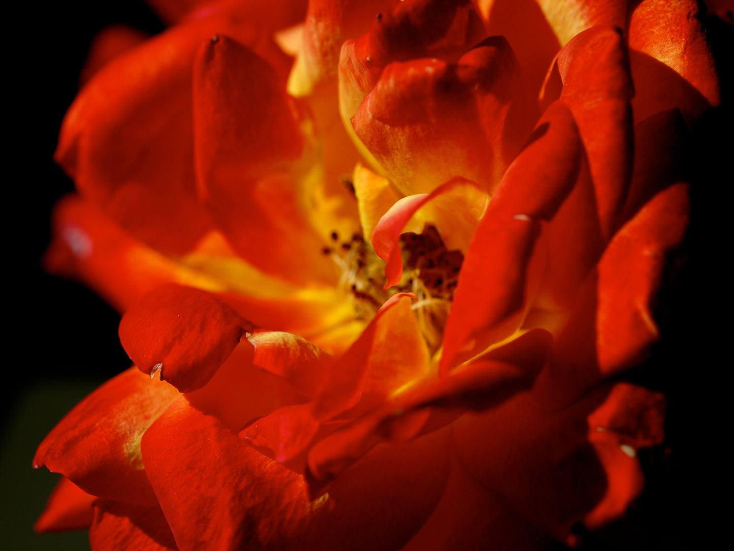 'Louis de Funès' rose