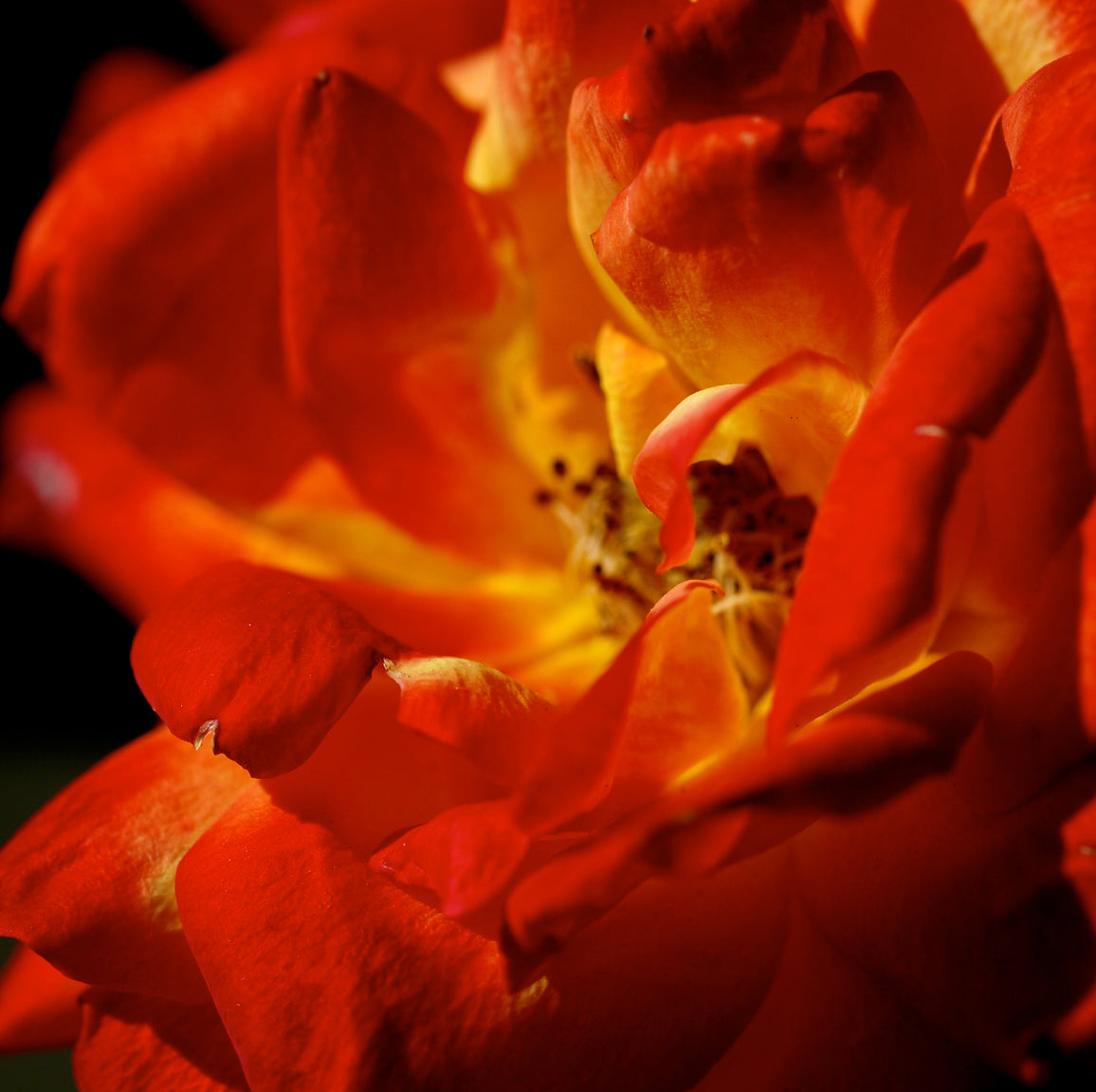 'Louis de Funès' rose