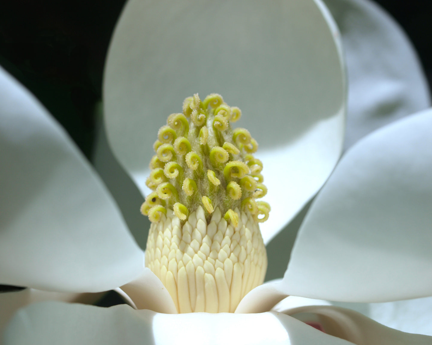 Magnolia Grandiflora