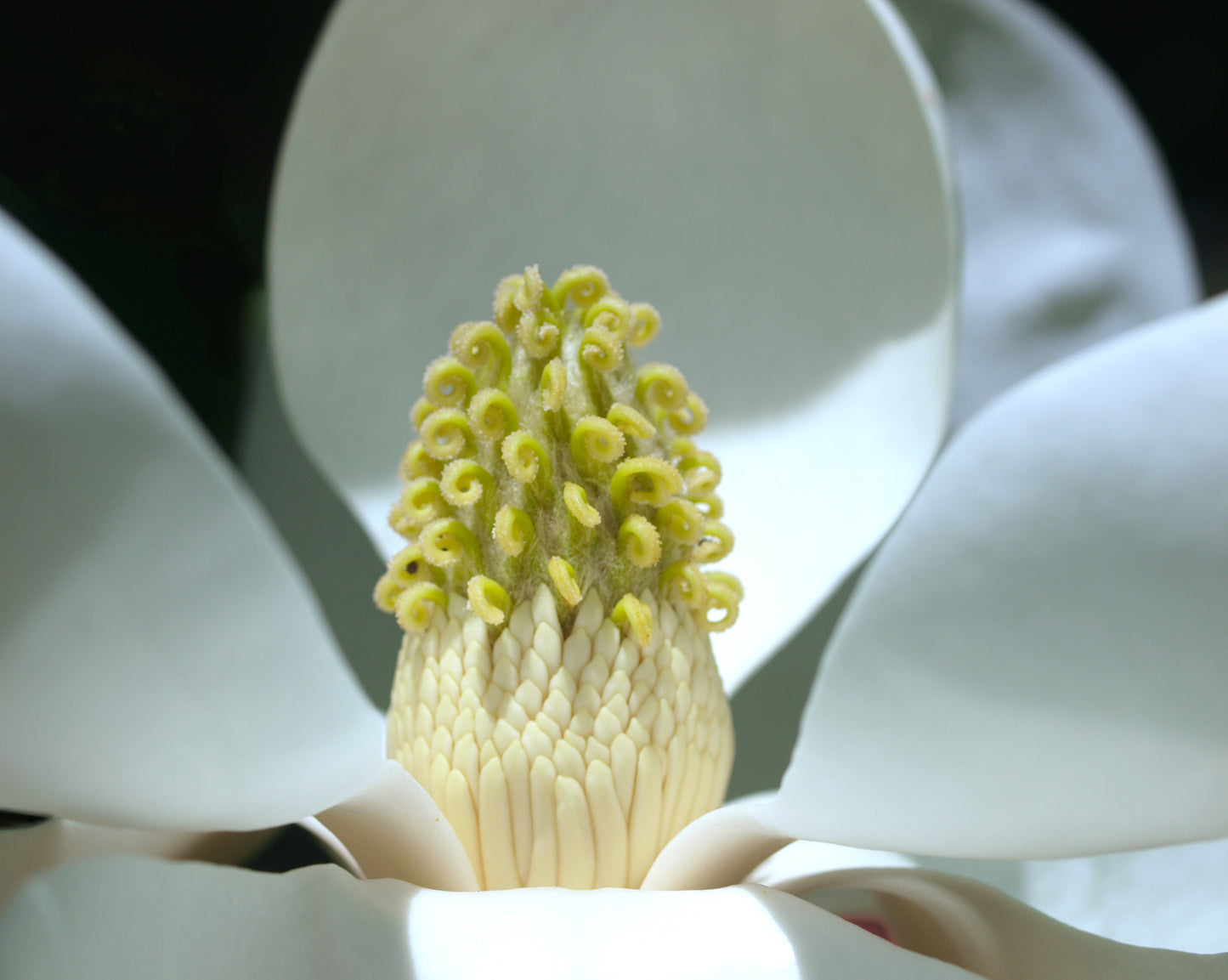 Magnolia Grandiflora