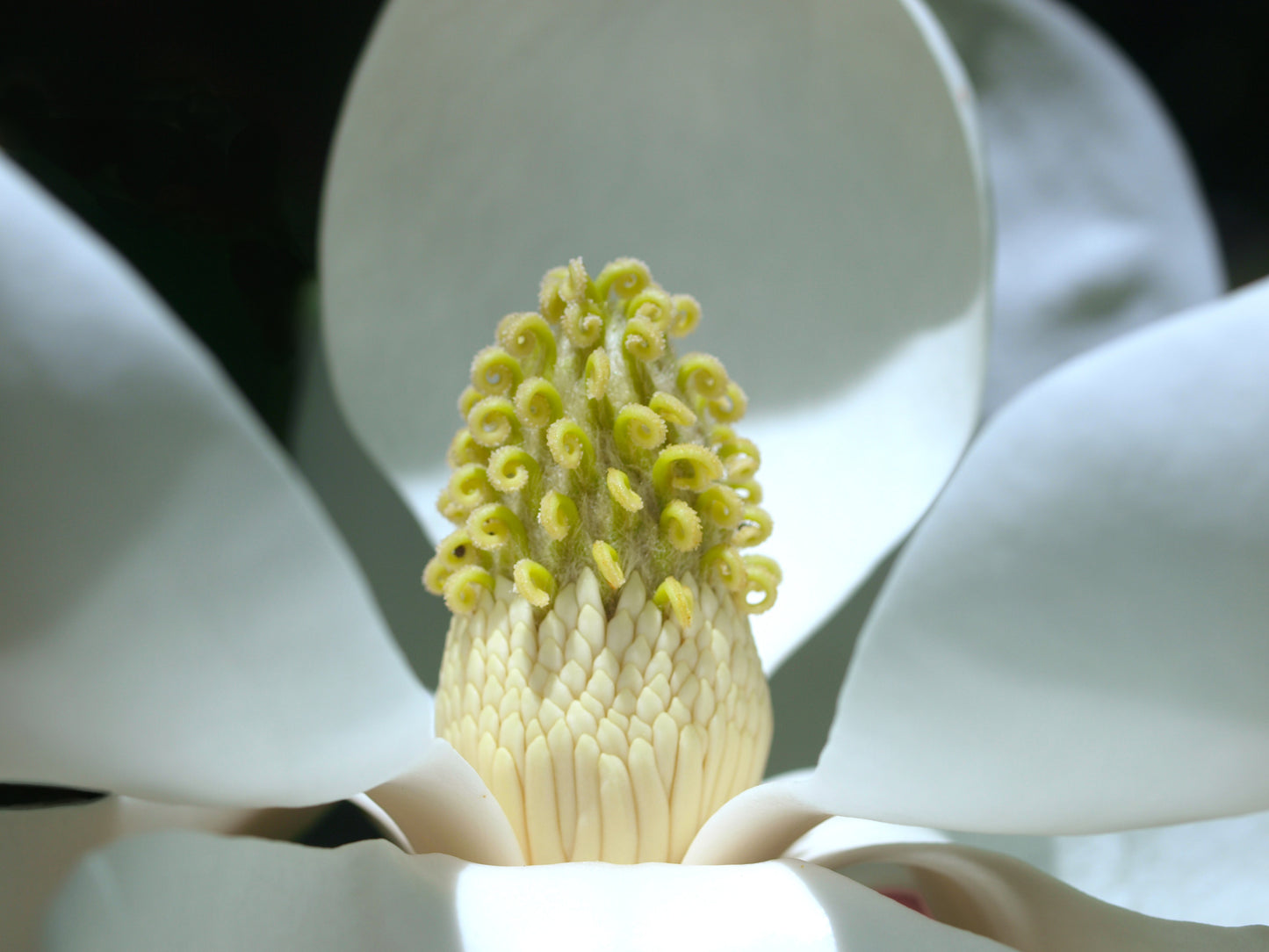Magnolia Grandiflora