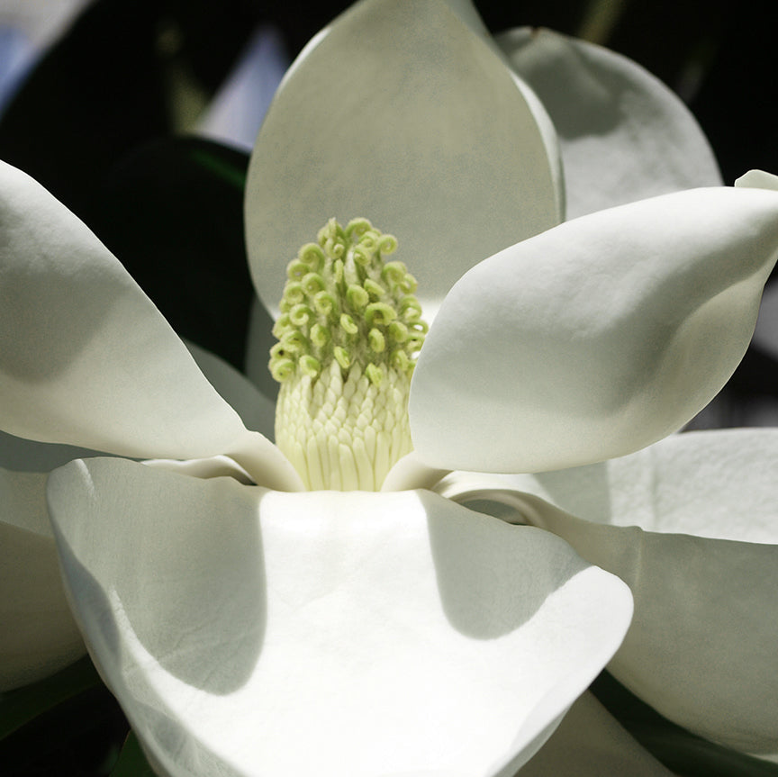 Magnolia Grandiflora