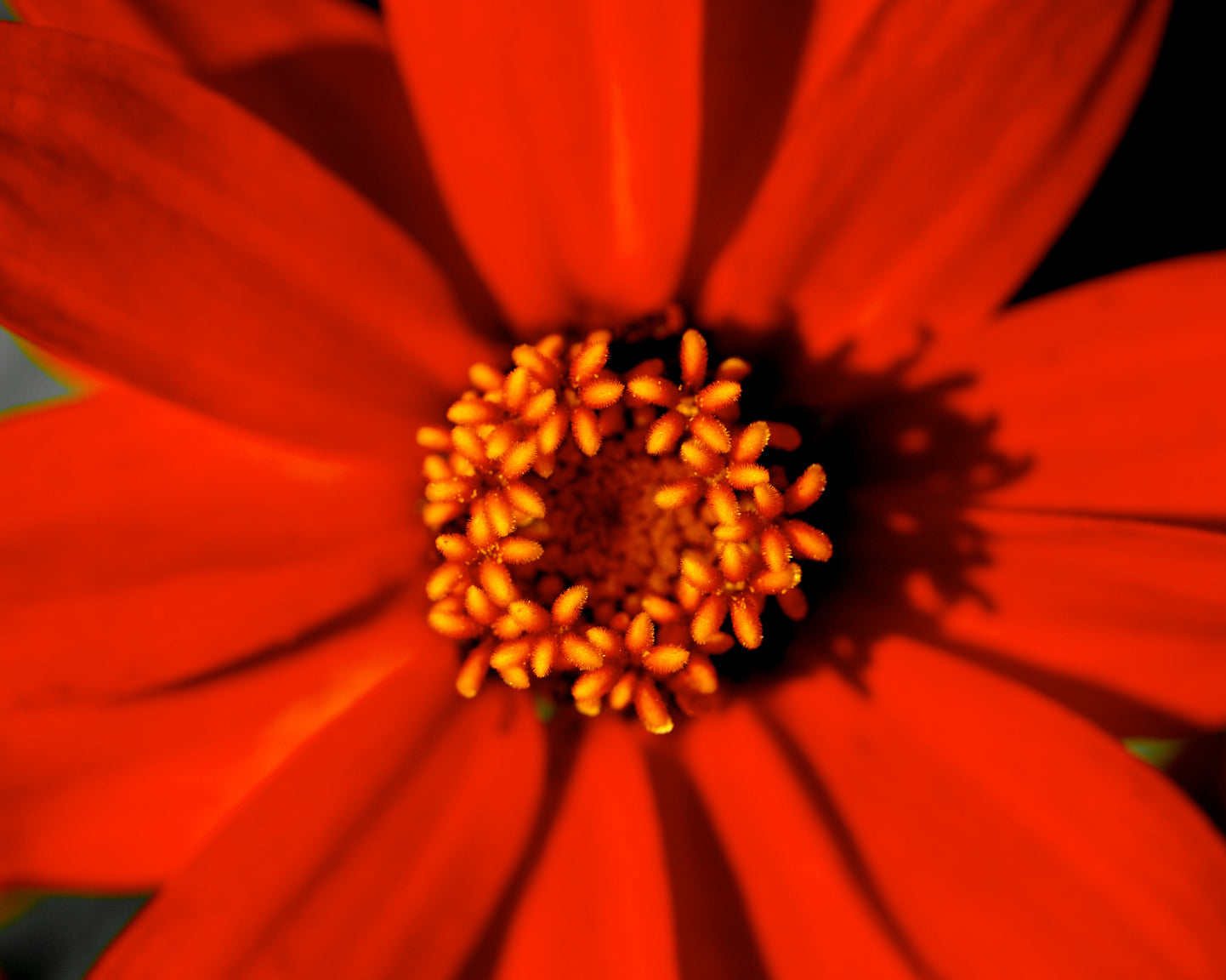 Zinnia