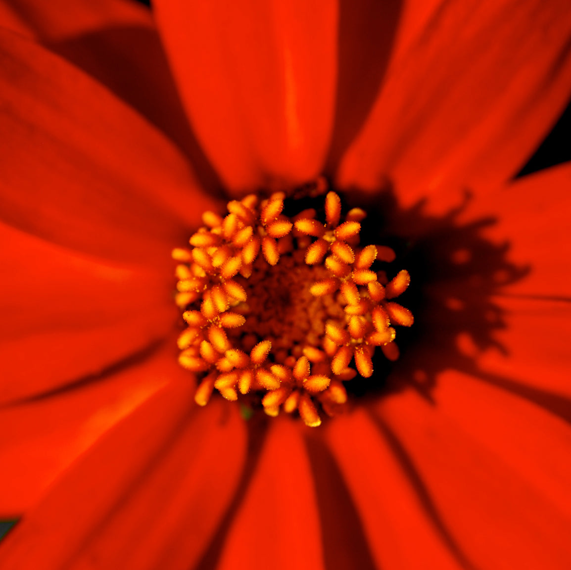 Zinnia
