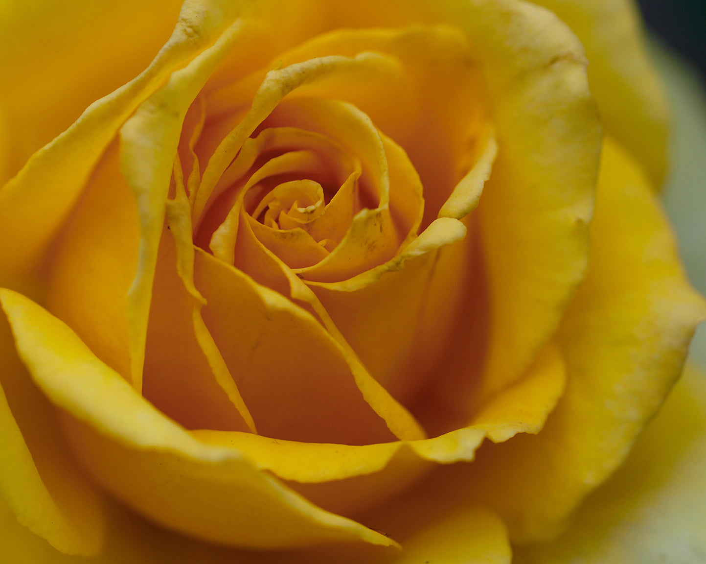 Persian Yellow Rose