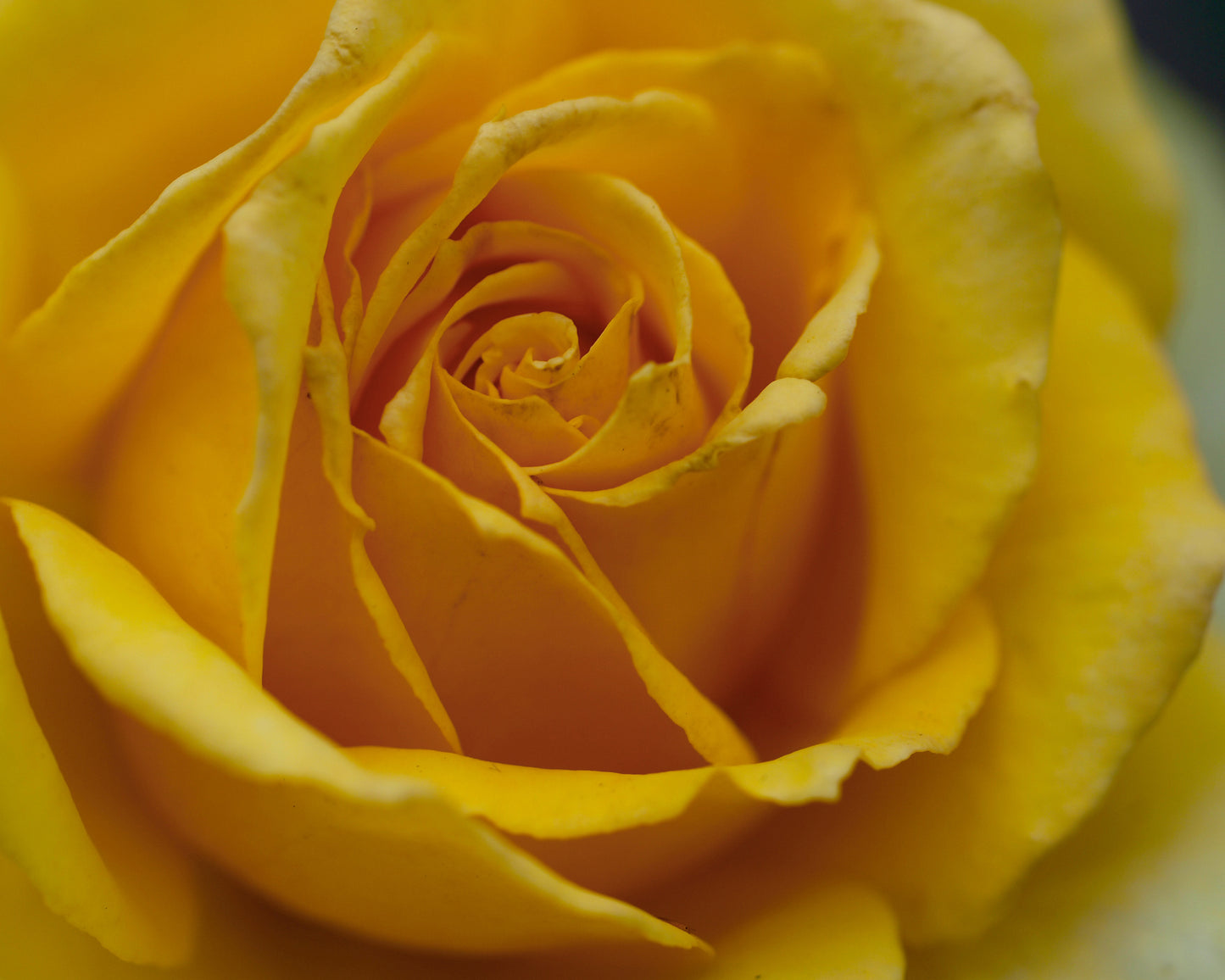 Persian Yellow Rose