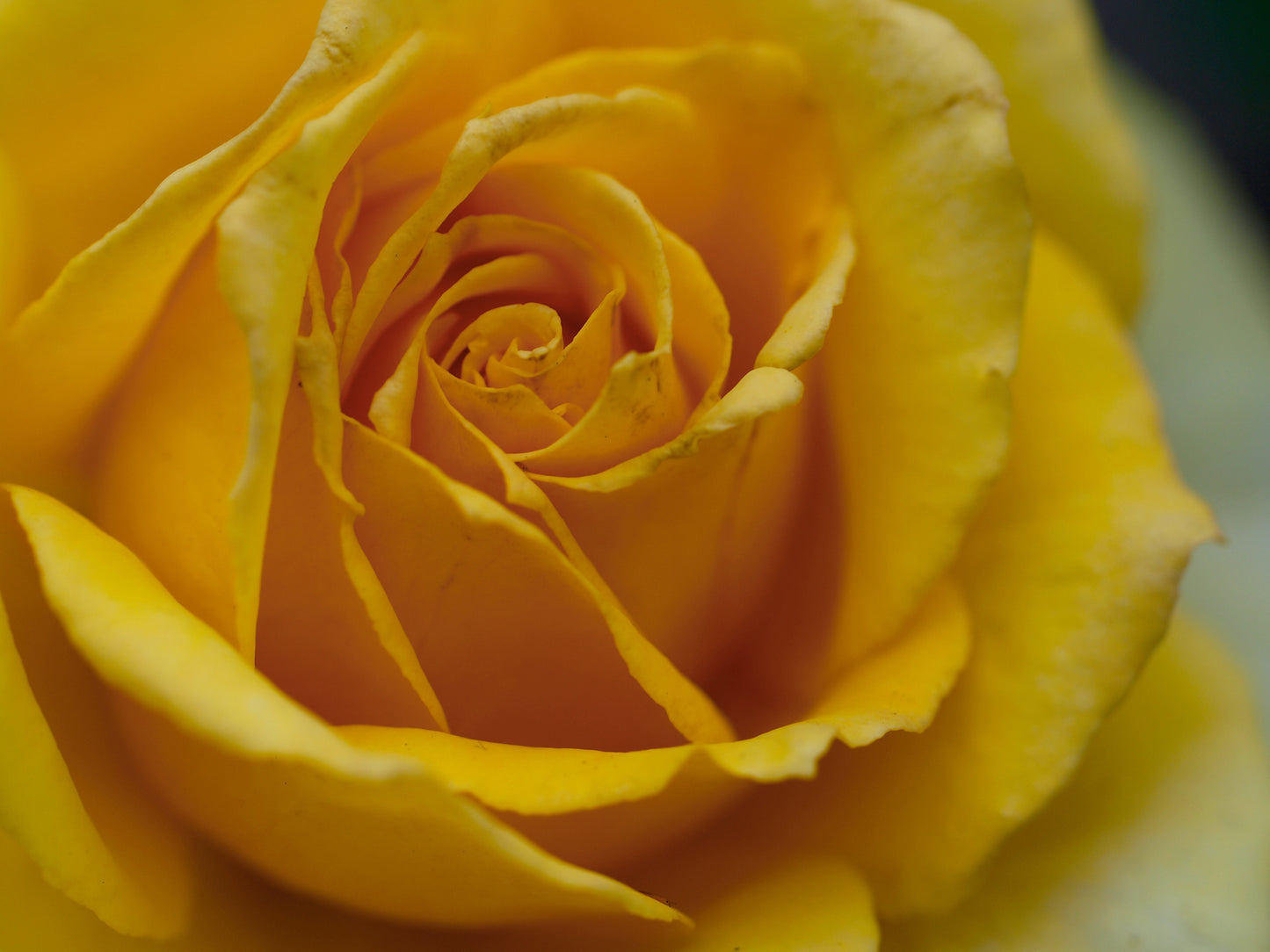 Persian Yellow Rose