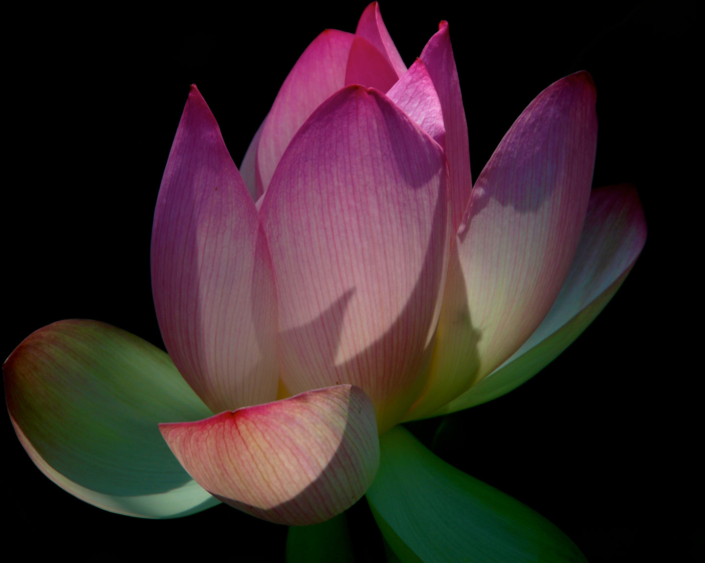 Lotus Enlightenment