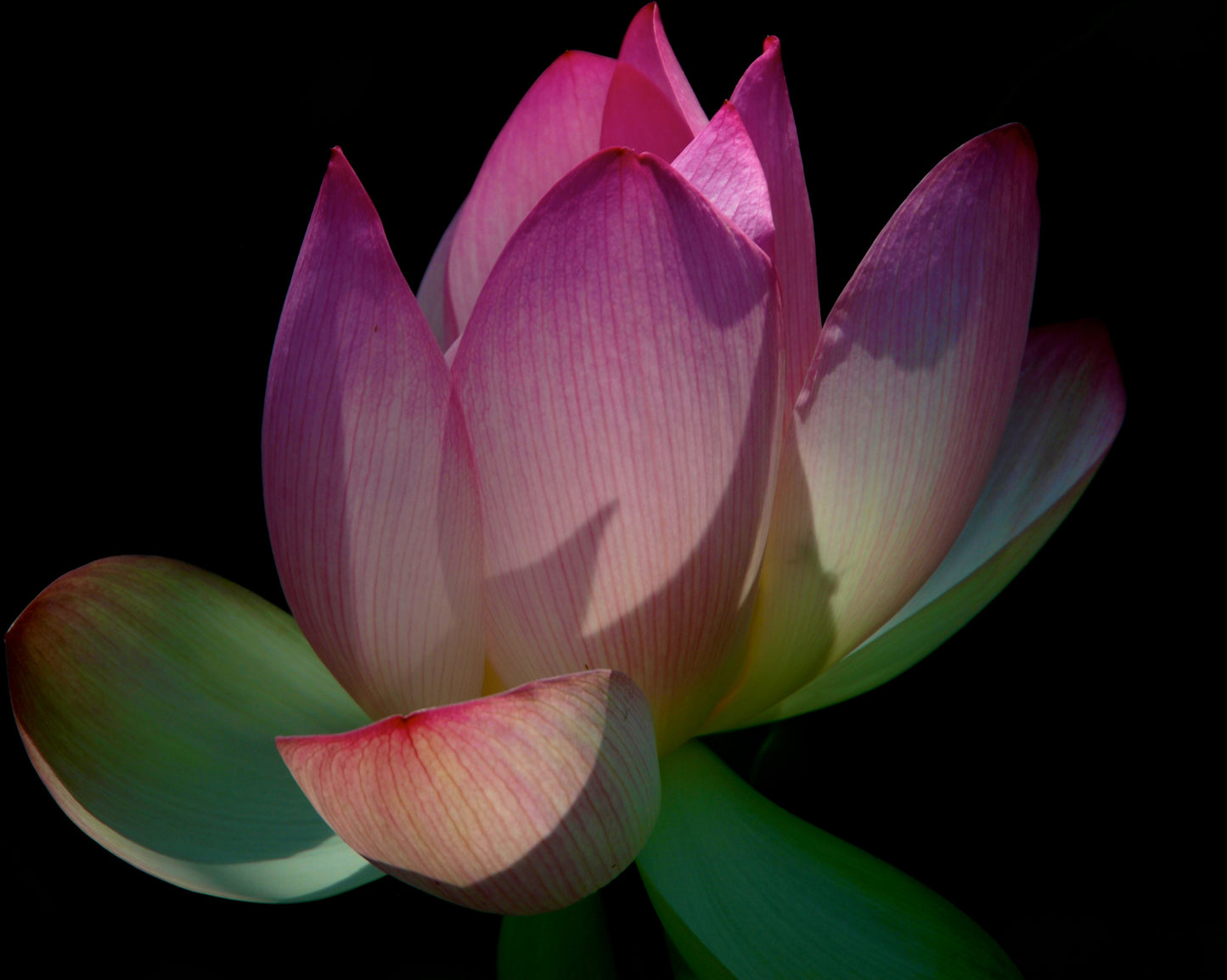 Lotus Enlightenment