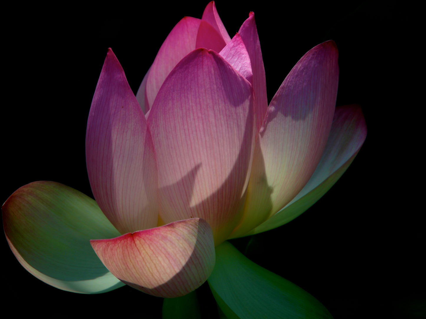 Lotus Enlightenment