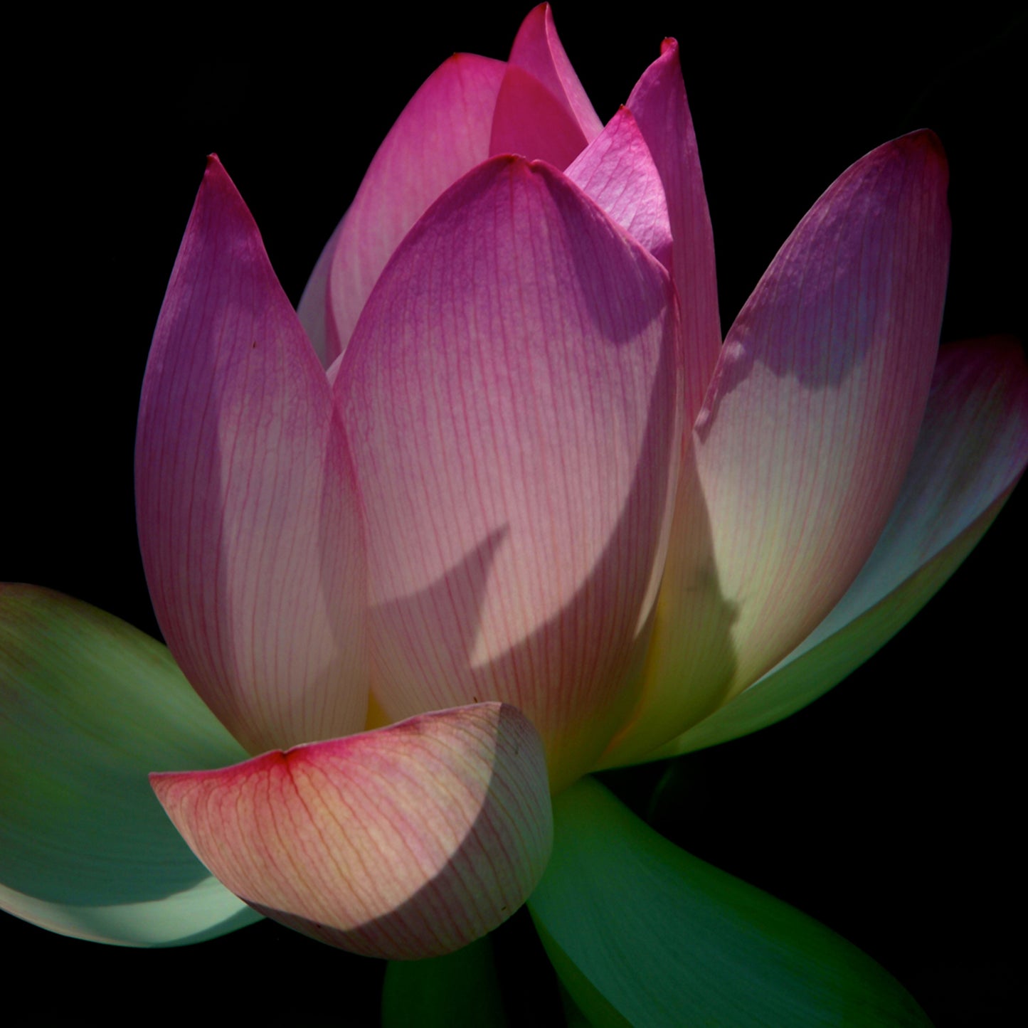 Lotus Enlightenment