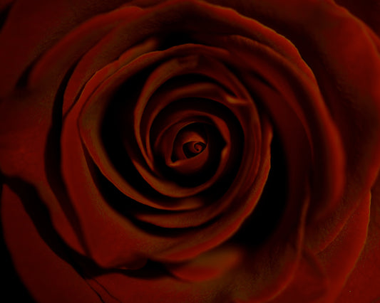 Velvet Crimson Rose