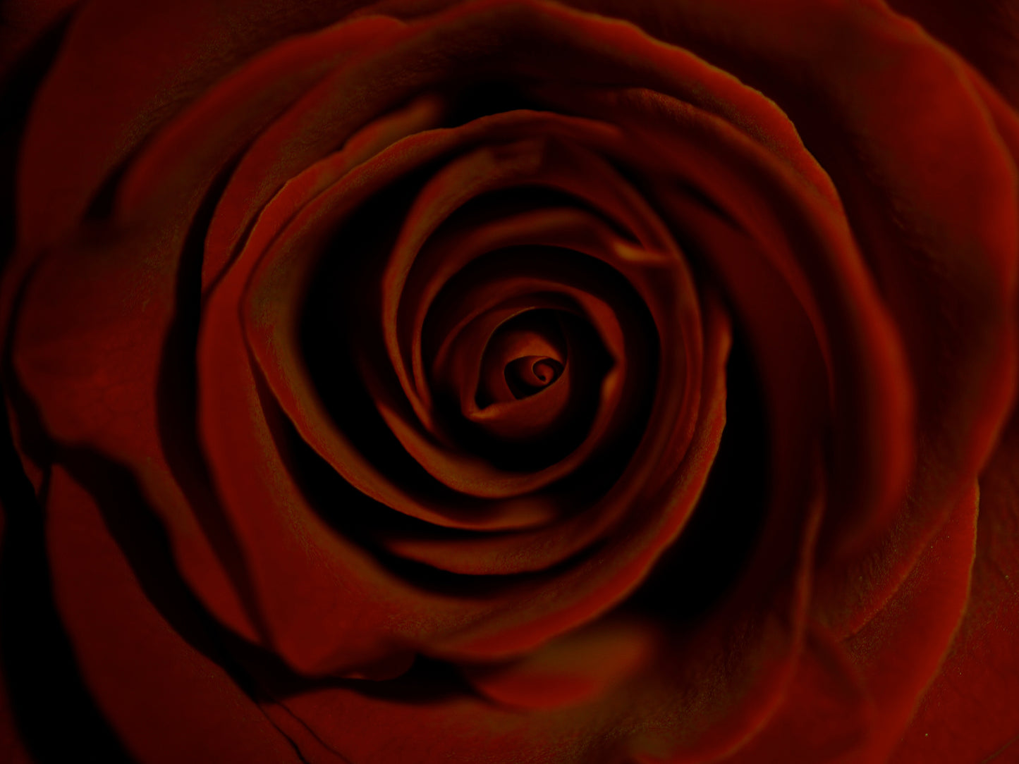 Velvet Crimson Rose