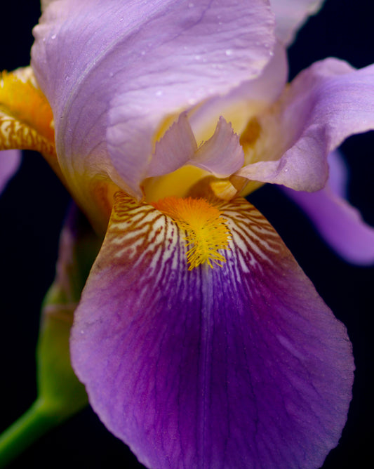 Alcazar Iris