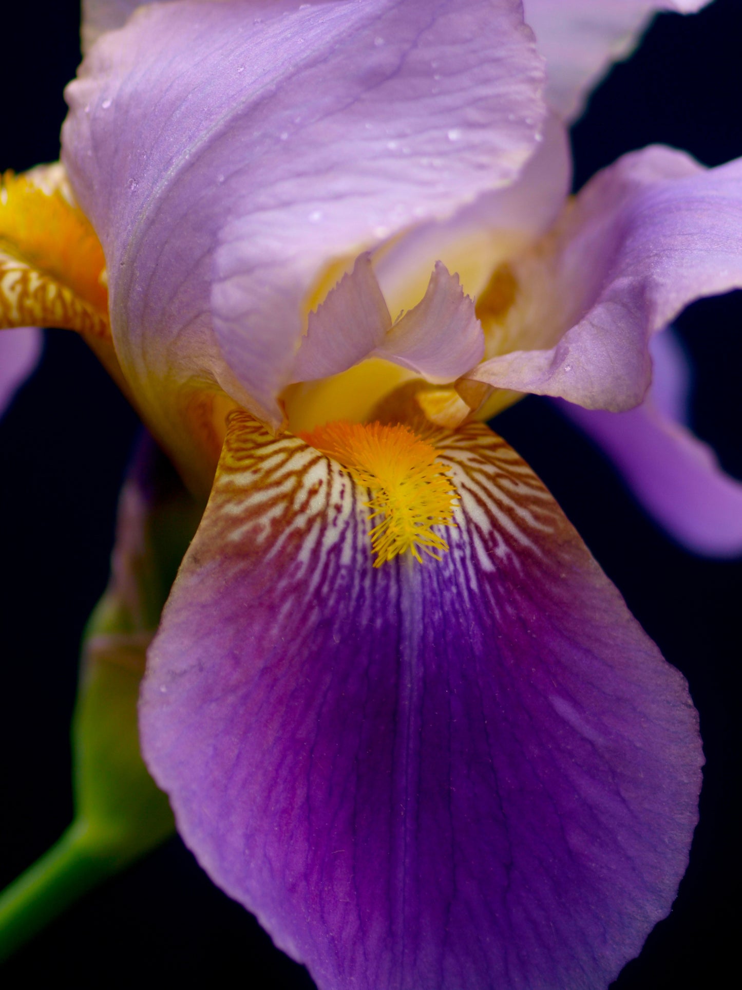 Alcazar Iris