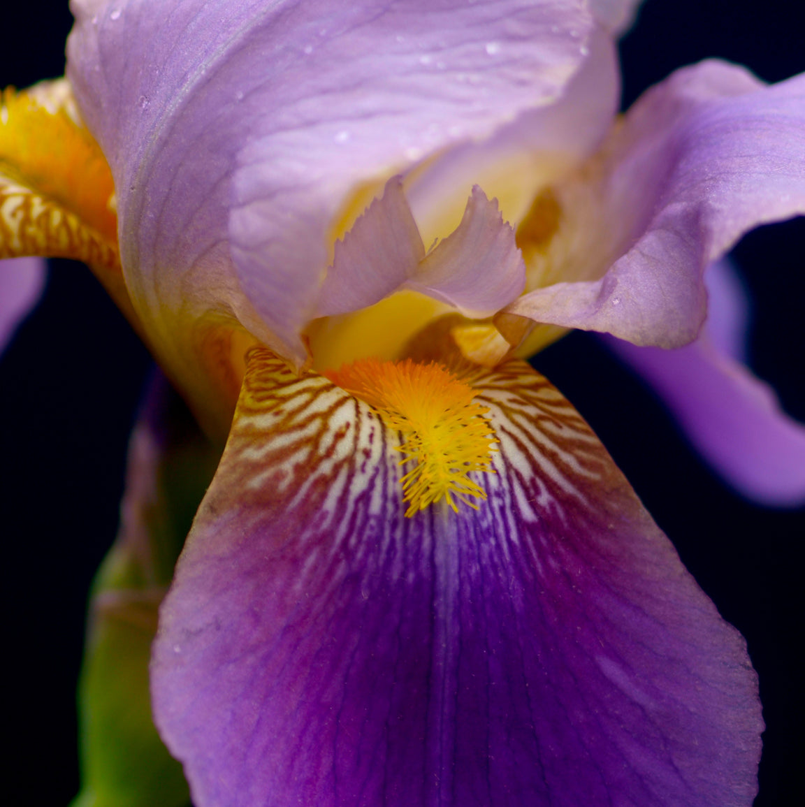 Alcazar Iris