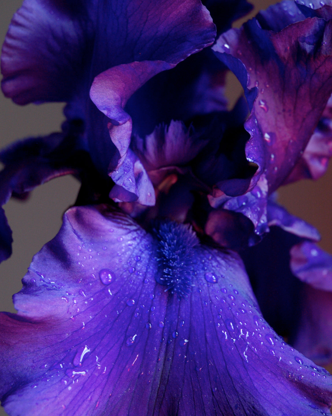 Purple Bearded Iris