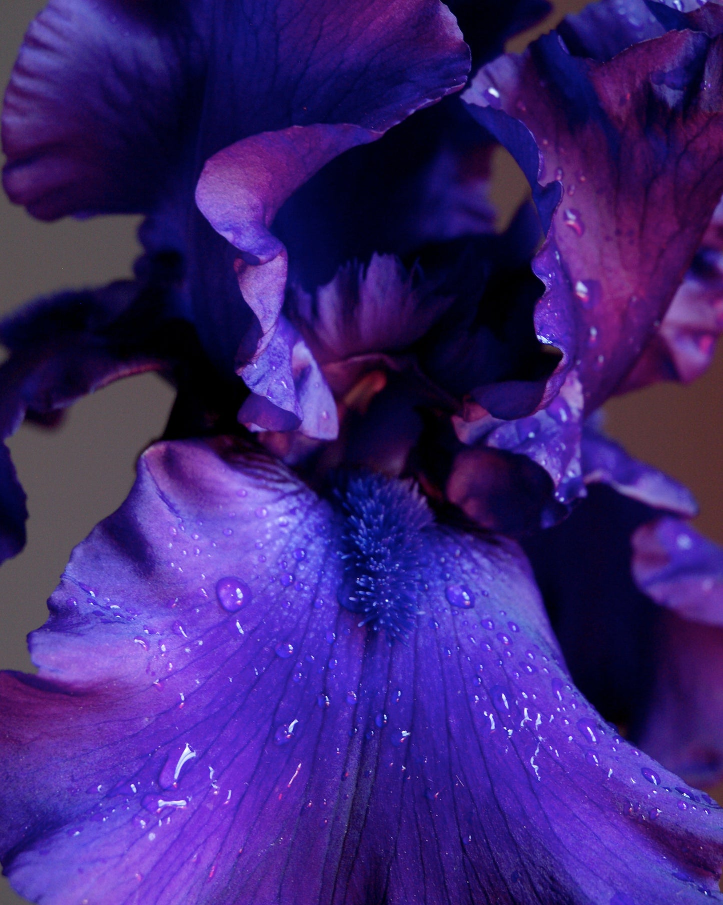 Purple Bearded Iris
