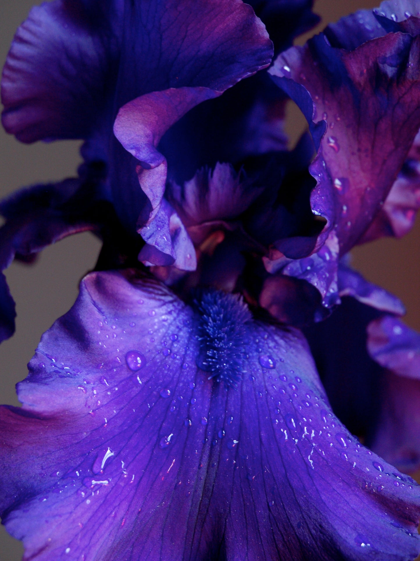 Purple Bearded Iris