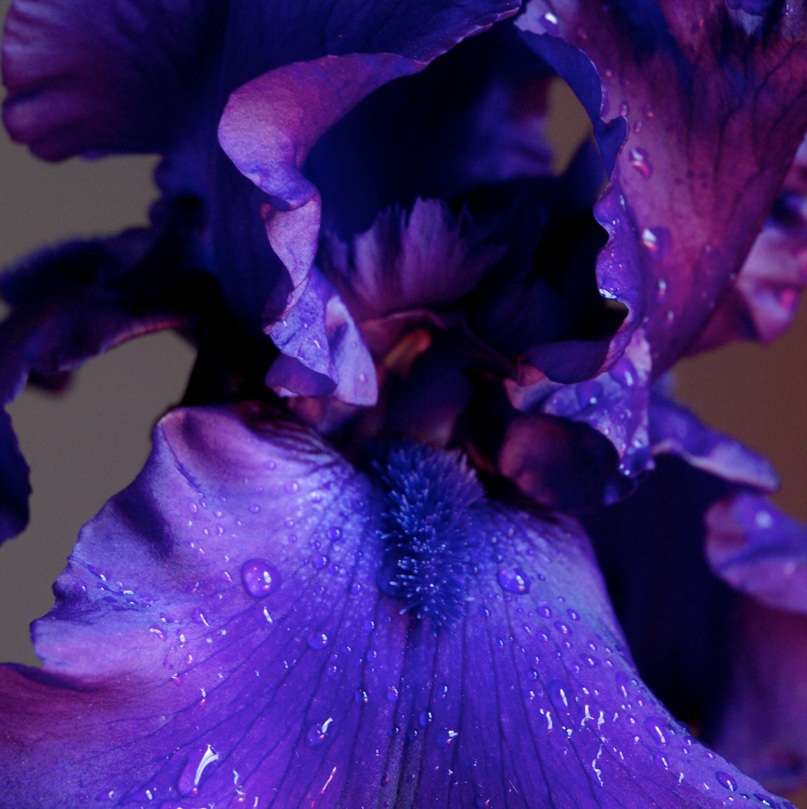 Purple Bearded Iris