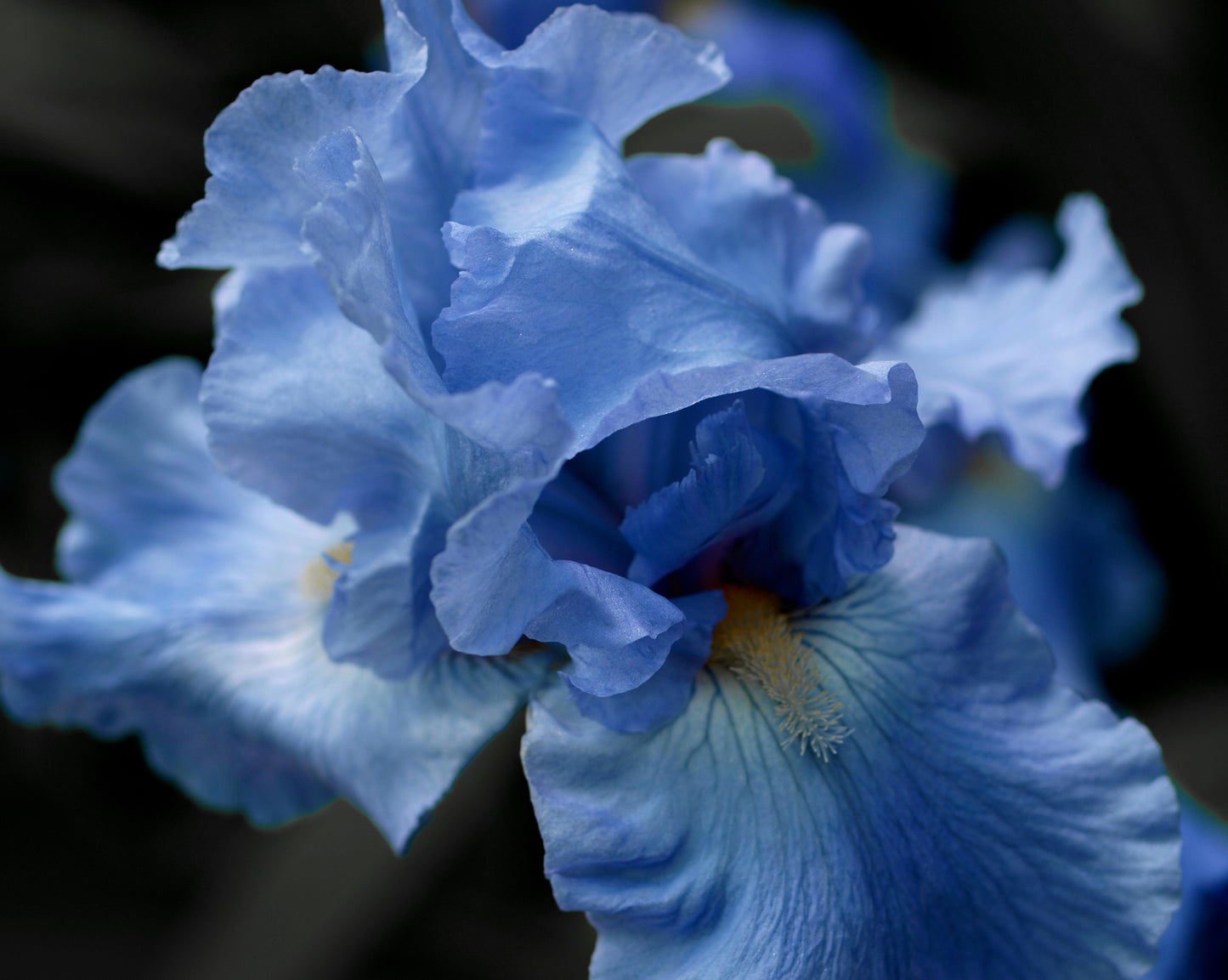 Blue Bearded Iris