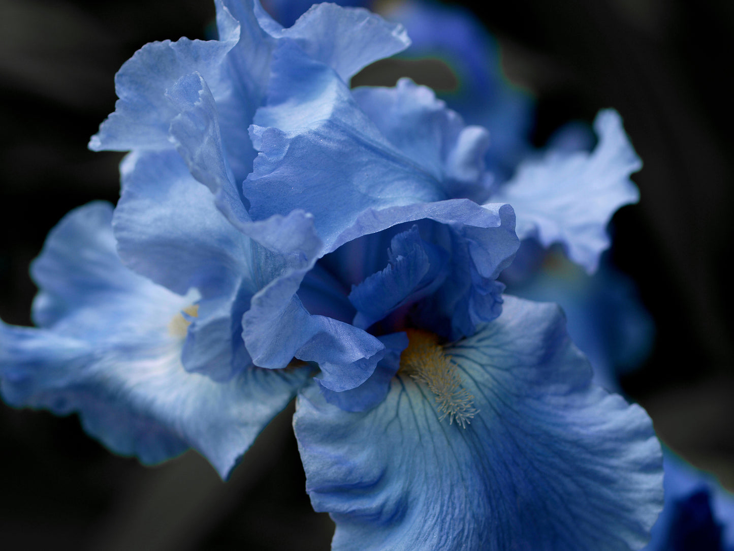 Blue Bearded Iris