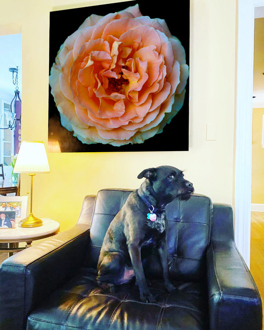 Marc B., Chevy Chase MD, USA