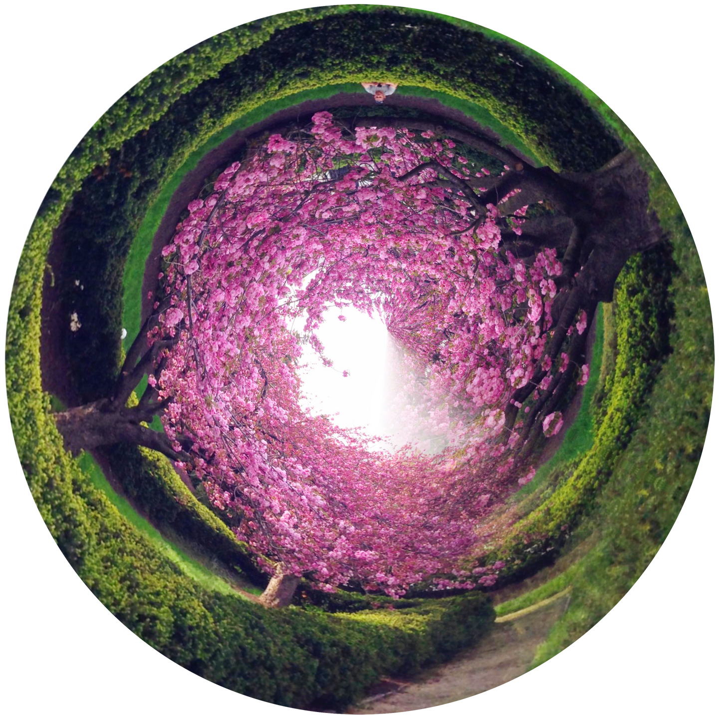 Spring in Washington DC, USA