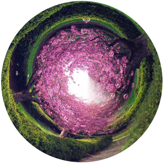 Spring in Washington DC, USA