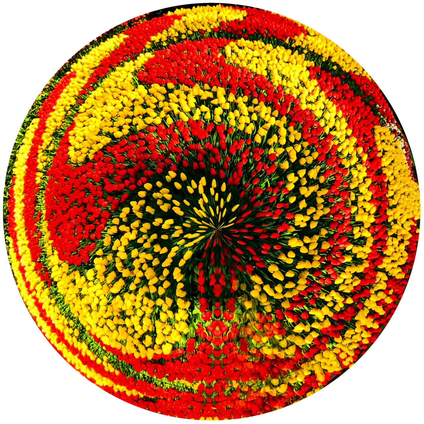 Tulips Field, Holland