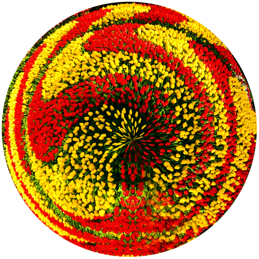 Tulips Field, Holland