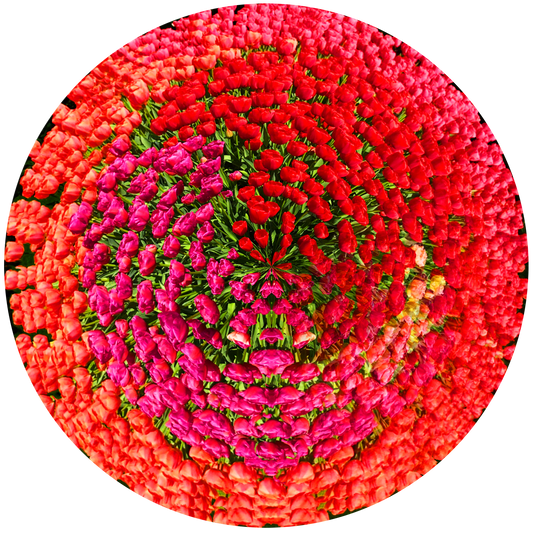 Tulips Fields, Netherlands