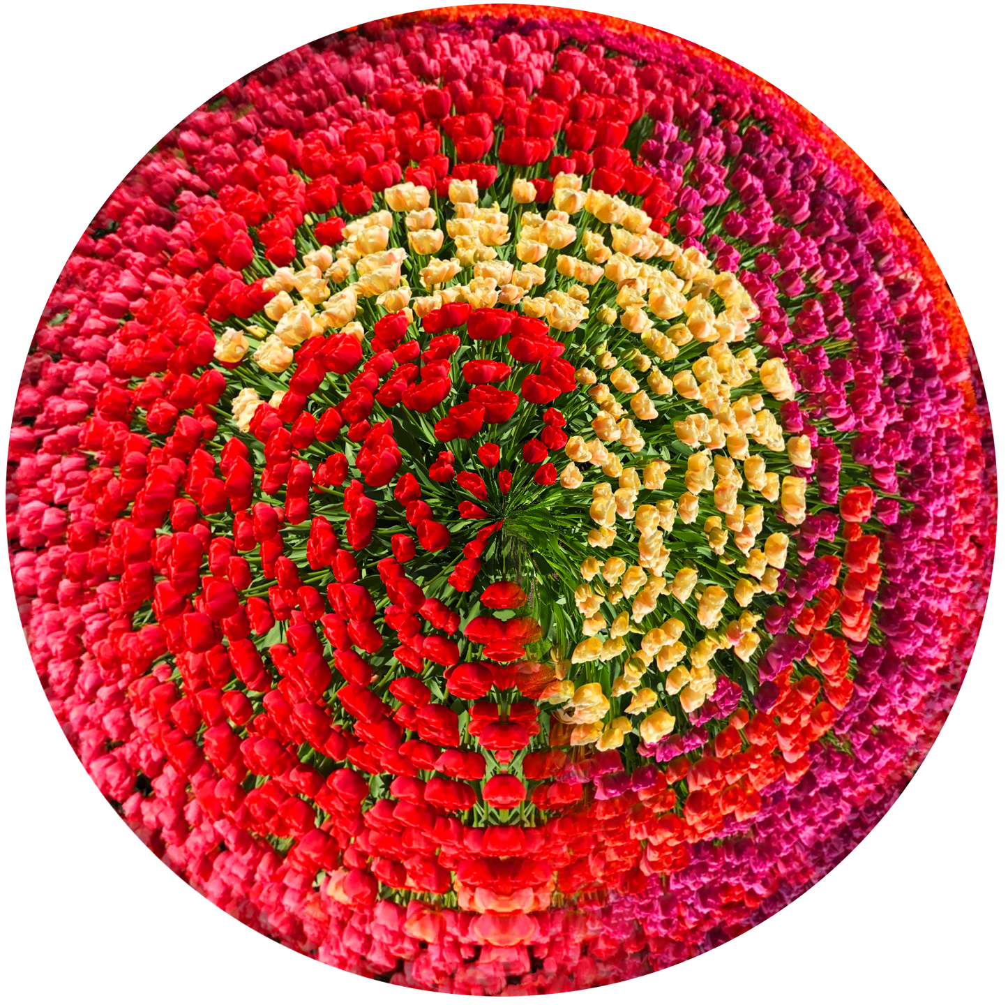 Tulips Field, Netherlands