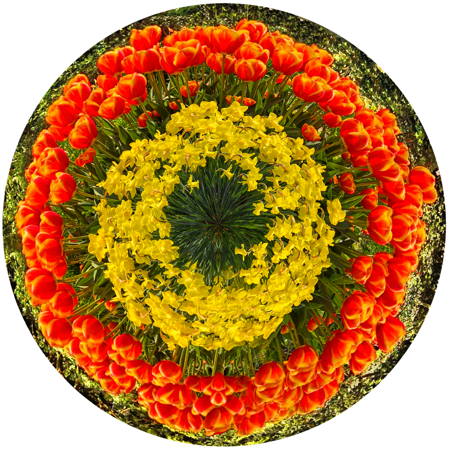 Tulips Fields, Holland