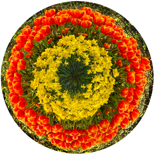 Tulips Fields, Holland